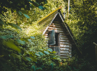 Campwell Woods