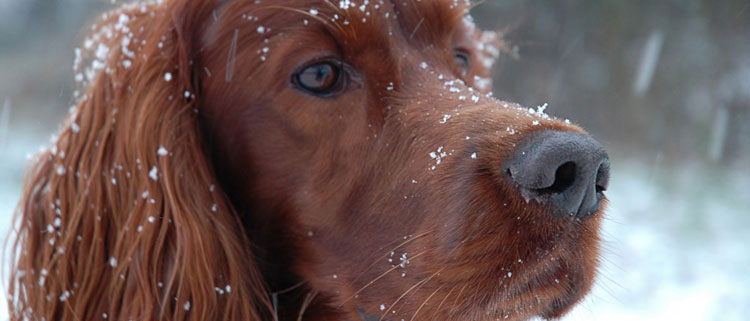 Dog friendly christmas breaks Cotswolds