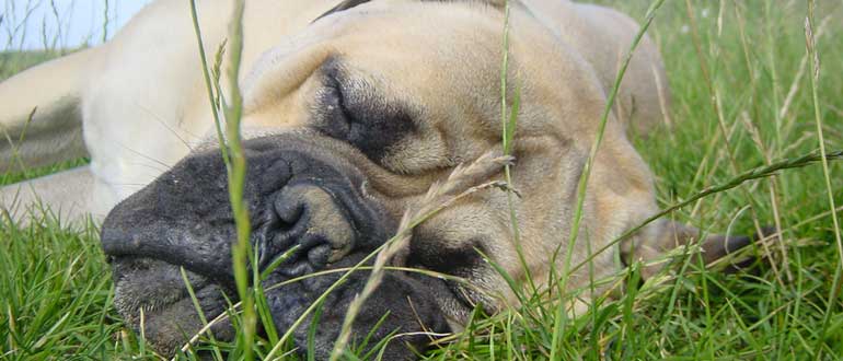 Dog friendly Glamping in the Cotswolds