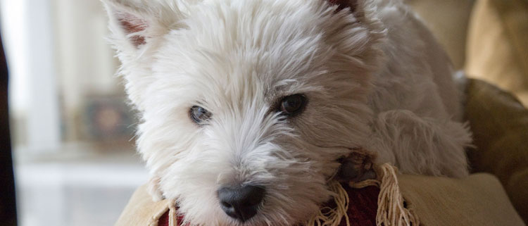 Dog friendly inns in the Cotswolds