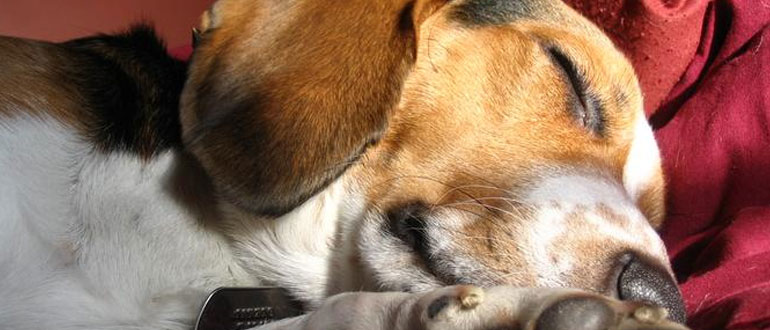 Dog friendly luxury accommodation in the Cotswolds