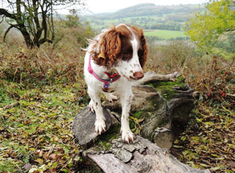 Cotswold Dog Days