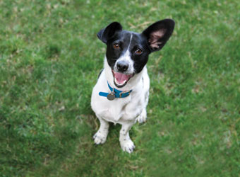 Dog from the Blue Cross