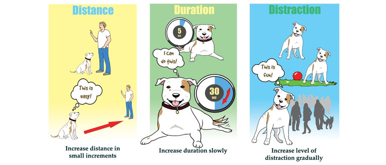 Dog Training