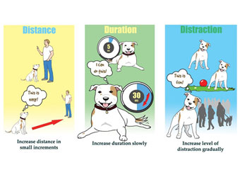 3d's of Dog Training