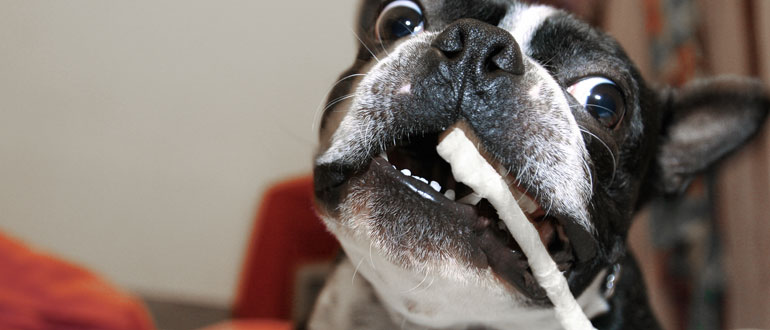 How To Stop Your Dog From Destroying Things In The House