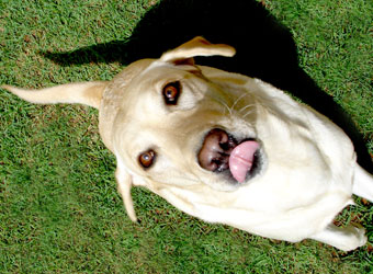 Dog Jumping Up