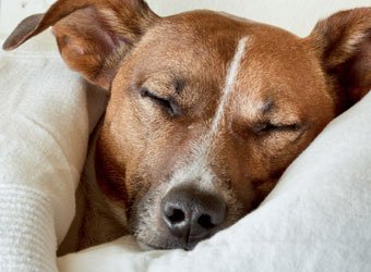 The Luxury Dog Hotel Broadway
