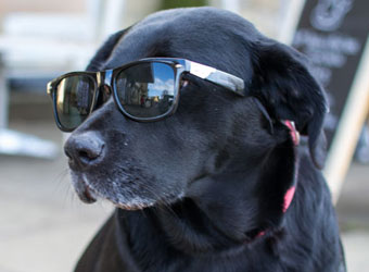 Dog on holiday