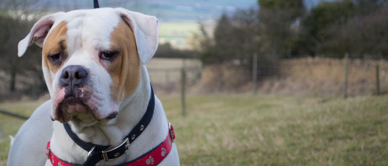 Dog friendly walks in the Cotswolds