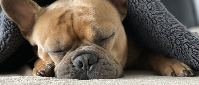 Dog friendly Apartments in the Cotswolds