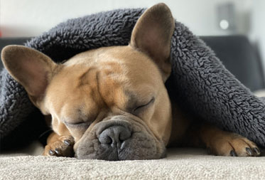 Dog Friendly Luxury Accommodation