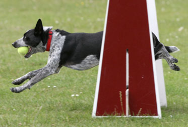 Dog events in the Cotswolds