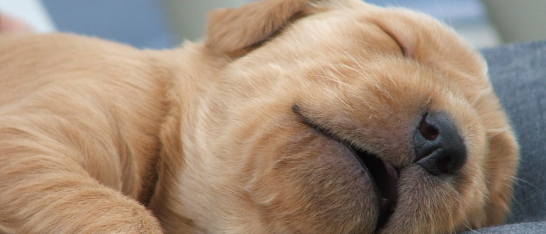 Dog friendly accommodation in the Cotswolds