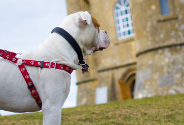 Dog friendly attractions in the Cotswolds