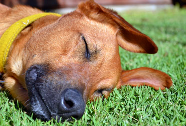 Dog friendly camping Cotswolds
