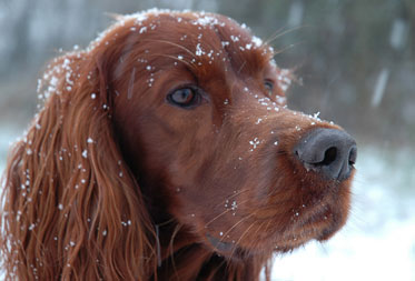 Dog friendly Christmas Breads Cotswolds