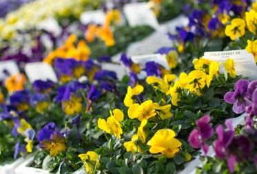 Dog friendly garden centres in the Cotswolds