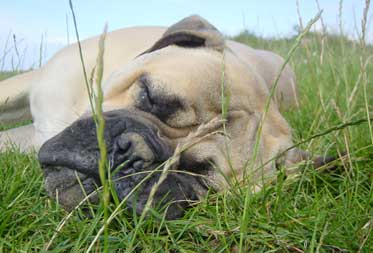 Dog friendly Glamping Cotswolds