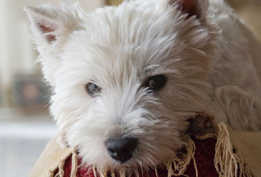 Dog friendly inns in the Cotswolds