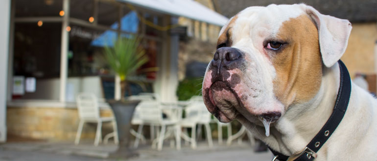 Dog friendly places to eat in the Cotswolds