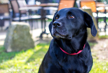 Dog friendly restaurants in the Cotswolds