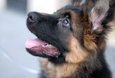 Dog training & behaviour in the Cotswolds