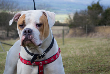 Dog Friendly Walks in the Cotswolds