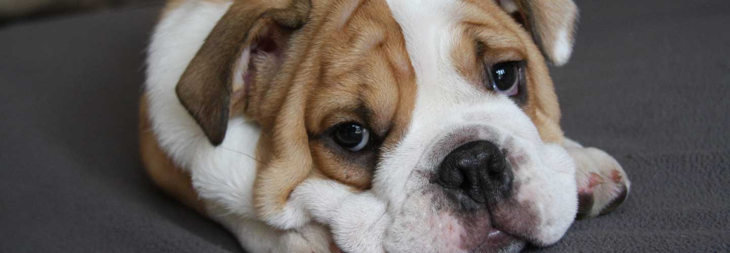 Dog Friendly Cotswolds