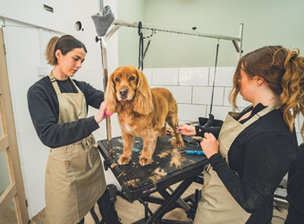 About The Dog