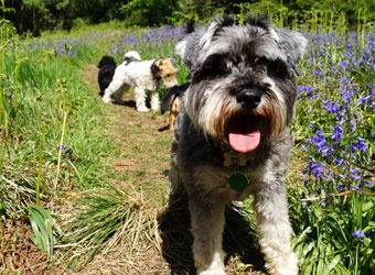 Bright Eyes Dog Care