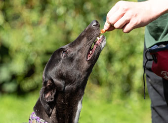 Cheltenham Animal Shelter