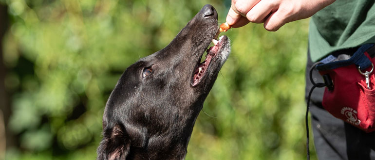 Cheltenham Animal Shelter