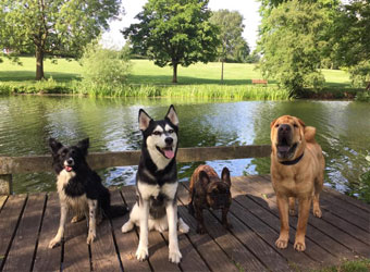 Cotswold Dog Training