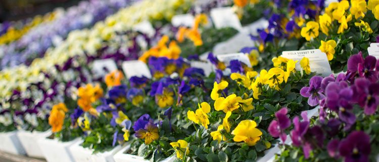 Dog friendly Garden Centres in the Cotswolds