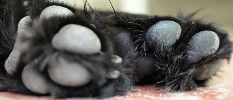 Dog Groomers in the Cotswolds