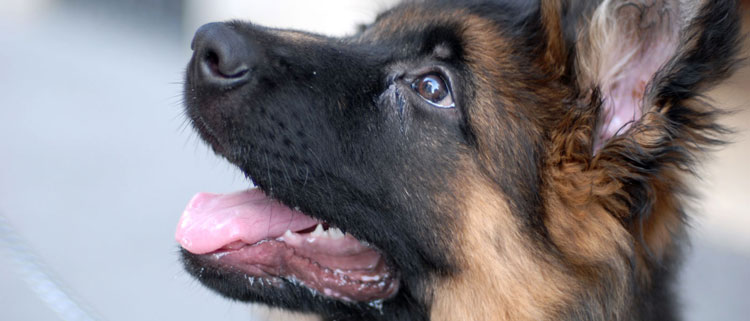 Dog Training & Behaviour Specialists in the Cotswolds