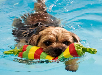 Lechlade K9 Centre