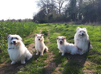 Pawsome Country Walks