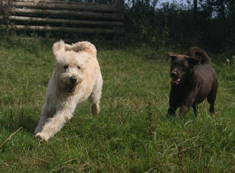 Cotswold Dogs, Burford