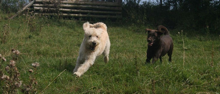 Spatchcock Kennels