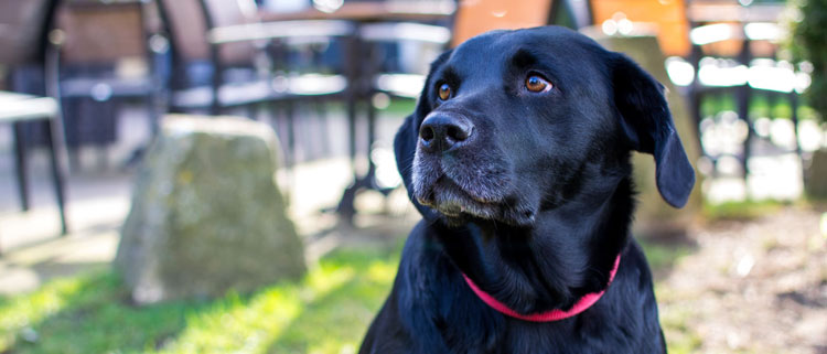 Dog friendly restaurants in the Cotswolds