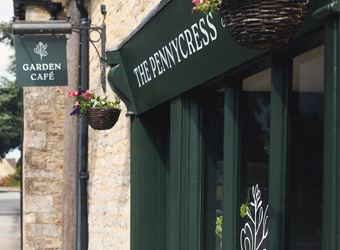 The Pennycress
